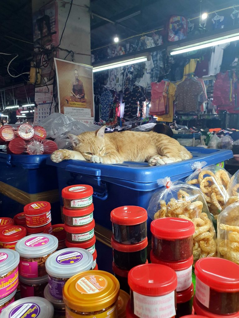 sleeping cat at a market